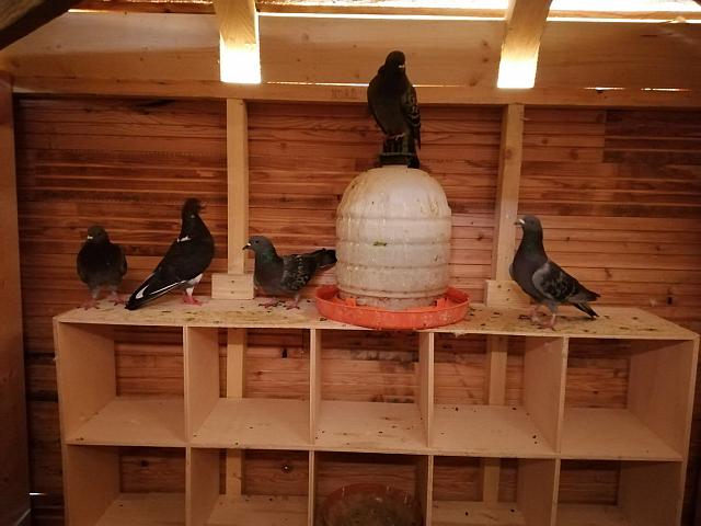 p.7_zoom_pigeons_a_beaumont_2.jpg
