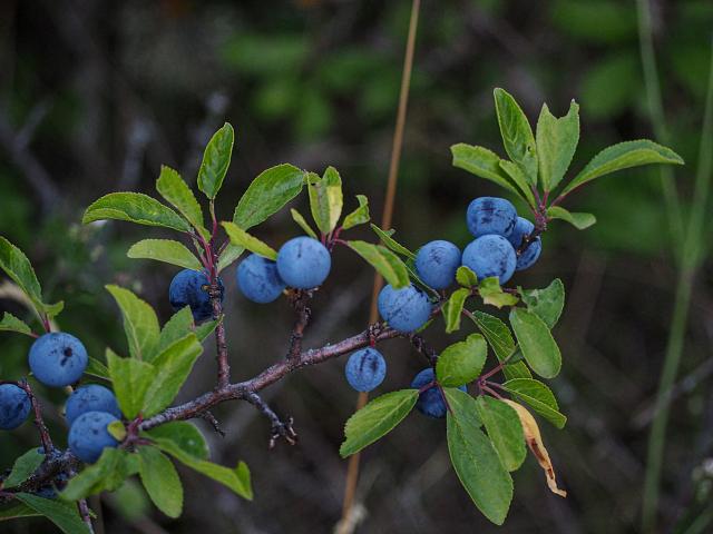 p8060727.jpg